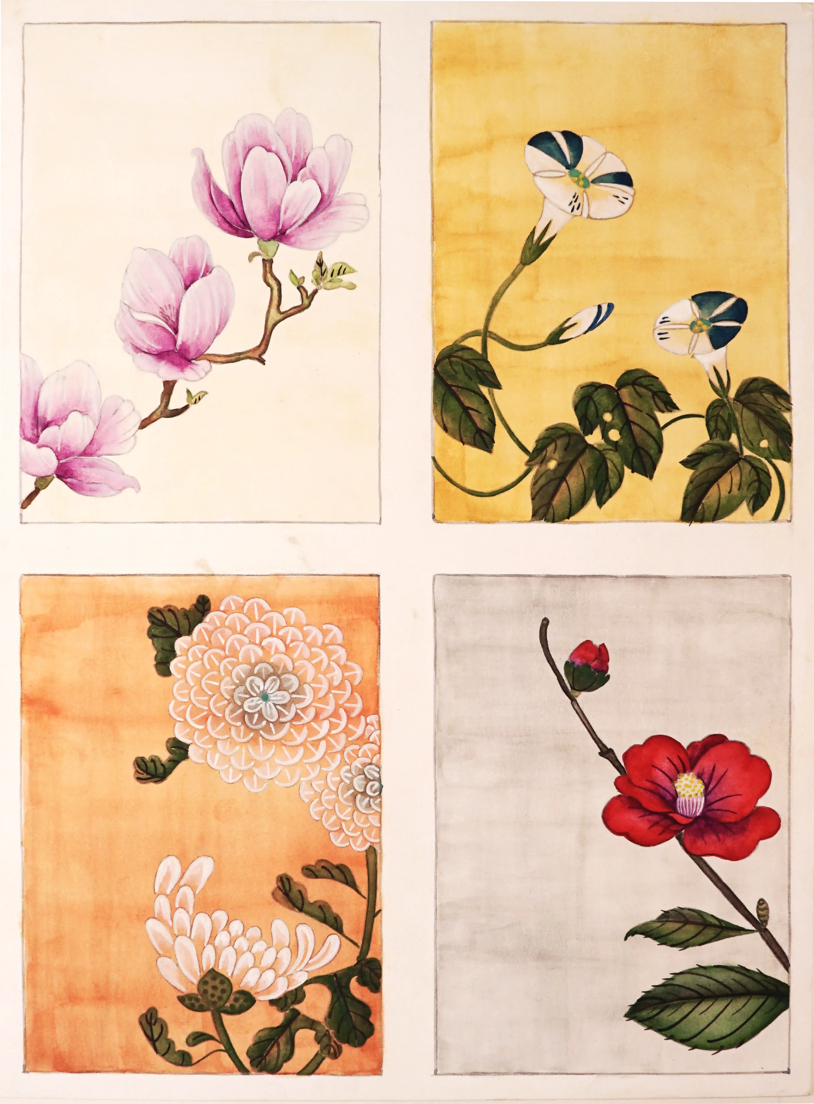 A four-panel botanical art grid featuring traditional Japanese watercolor floral illustrations. Top-left displays pink magnolia blossoms on a branch against an off-white background; top-right depicts striped morning glories on a yellow background; bottom-left shows chrysanthemums on a warm orange backdrop; bottom-right highlights a vivid red camellia blossom on a grey ground.